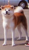Yuzuko Go Kyushu Yoneki