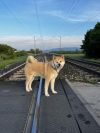 Akihiro