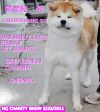 Chikushi Beni Go Ooshiro