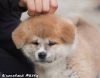 Kiba Noa