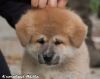 Kuma Go