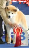 Nippon Sun Isako