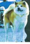 Daido Maru Go Yoshinaga