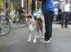 Goushou Go Kagawa Ishii Sou