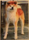 Futaba Go Japan Yoneki
