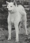 Seika Go Fukuroi Futaba