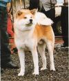 Genpei Go Kumamoto Ishimura Kensha