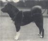 Jiromaru Go Akita Araya Shi