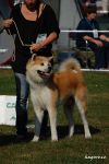 Ashi Joko Inu