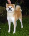Sakura Uchi Go Of Fighting Dog