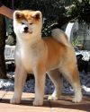 Wumi Of Sky Akita House