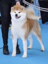 Mika Haru Go Shun'You Kensha