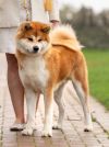 Tsoyu Wakahiko Go Breezelyn