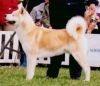 Ak Inu Bas Ch Ima Taibou
