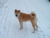 Ak Inu Bas Ch Ima Nemuri Hime