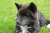 Izuka Go Des Fideles Akita Ken