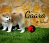 Gaara Ai Kodomo