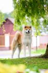 Guardian Of The Emperor Eitetsu Kuma