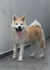 Koda Go Thunderkuhl