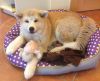 Bayashi Kuma Shoa Inu Koya