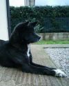 I'Sumie No Tanrei Go Des Templiers Sacres