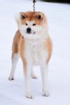 Laika Go Keito