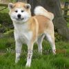 Noshiro Foxy Lady