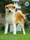 Sayuri Go Takayama Inu