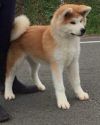 Kiyotarou Go Aso Inoue
