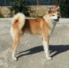 Hachiko Samurai Miyuki