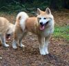 Mayumi Of Independent Inu's
