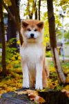 Sukina Inu Ahiro