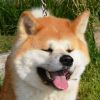 Hakufumy No Kishi Go