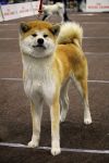 Yukiko Go Virgini Kensha
