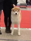 Higashioso Hikaru