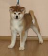 Shima Fujiyama Kensha