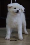 Kameko Fujiyama Kensha