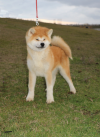 Daio Go Fujiyama Kensha