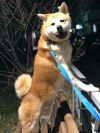 Hachiko