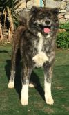 Odayaka Go BordAkitainu Kensha