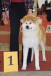 Shizuma Go Shun'You Kensha