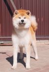 Hatsukoi Vakibo