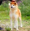 Lumi Go Futsutachi Kensha