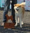 Del Forte Yukon Emi Go