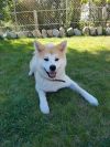 L'Kuni No Hana Des Fideles Akita Ken