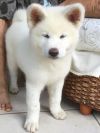 N'Takibi Go Des Fideles Akita Ken