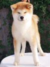 Shibo
