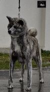 Tora Fuji Go Bordakitainu Kensha