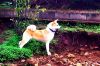 Eiko