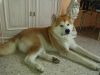 Hachiko